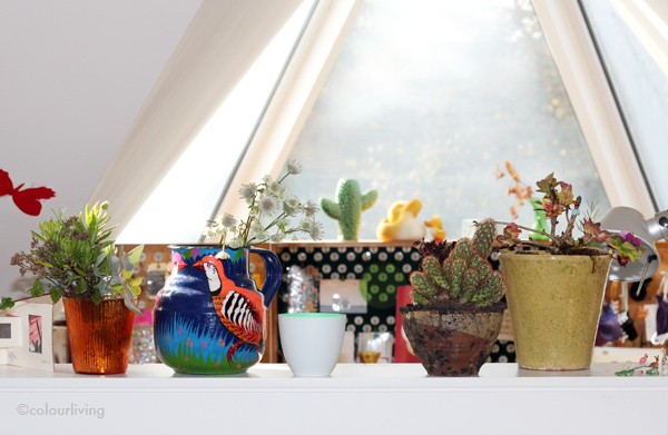 urban jungle bloggers - my plant shelfie - Colourliving