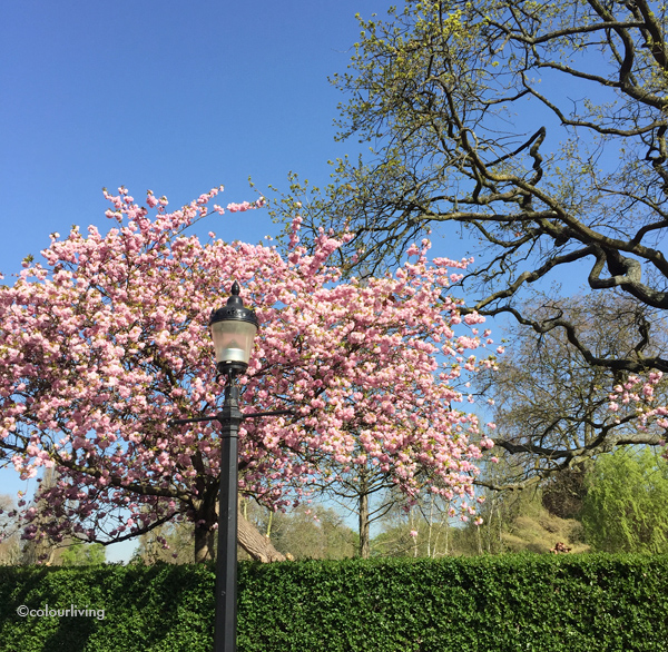 a stroll in regents park - colourliving