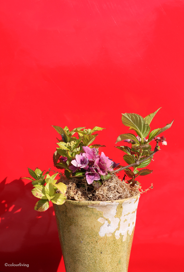  urbanjunglebloggers – make your plant pop!
